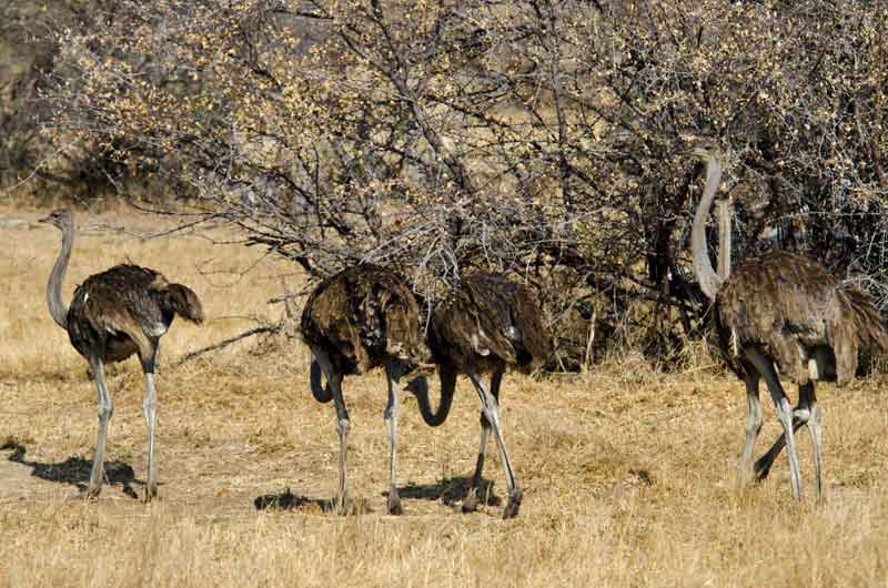 Avestruz - reserva de animales Mahango - Namibia 1.jpg
